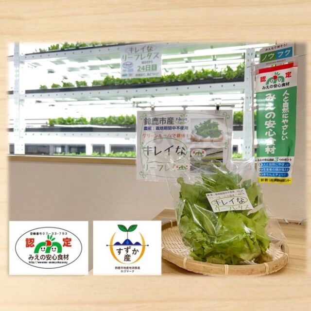 鈴鹿市植物工場 Nissyo-Farm 無農薬！周年栽培！よつぼし、リーフレタス 